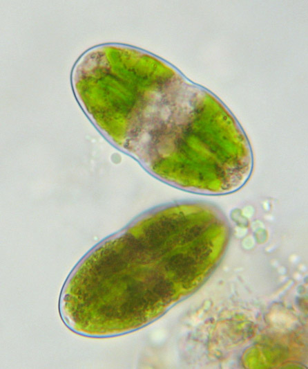 act curtum, stelloid chloroplast